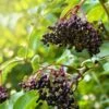 Sampo Elderberry 2 Sampo Elderberry -Alpha Garden Shop shutterstock 650694832 1