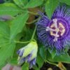 Passiflora Maypop -Alpha Garden Shop shutterstock 687434260