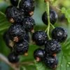 Ben Sarek Black Currant -Alpha Garden Shop shutterstock 688798615