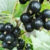Hilltop Baldwin Black Currant 1 Hilltop Baldwin Black Currant -Alpha Garden Shop shutterstock 692408818