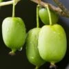 Issai Hardy Kiwi 2 Issai Hardy Kiwi -Alpha Garden Shop shutterstock 705601192