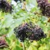 Korsor Elderberry 1 Korsor Elderberry -Alpha Garden Shop shutterstock 722683237 1