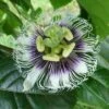 Black Knight Passiflora 2 Black Knight Passiflora -Alpha Garden Shop shutterstock 744206440