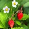 Mignonette Strawberry -Alpha Garden Shop shutterstock 79496968