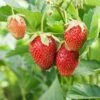 Eversweet Strawberry -Alpha Garden Shop shutterstock 79541821