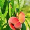 Saturn Peach -Alpha Garden Shop shutterstock 81081247