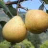 Hendre Huffcapp European Perry Pear -Alpha Garden Shop shutterstock image 17