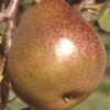 Honey Sweet European Pear -Alpha Garden Shop shutterstock image 1 1