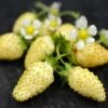 Yellow Alpine Strawberry 1 Yellow Alpine Strawberry -Alpha Garden Shop shutterstock image 1 1 1