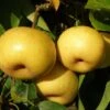 Kikisui Asian Pear -Alpha Garden Shop shutterstock image 2 1