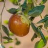 Shanxi Li Jujube 1 Shanxi Li Jujube -Alpha Garden Shop shutterstock image 3