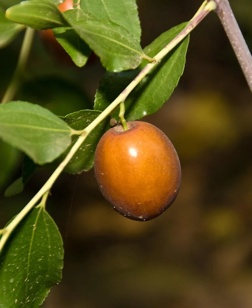 Sugar Cane Jujube 3 Sugar Cane Jujube