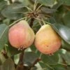 Summer Blood Birne European Pear -Alpha Garden Shop shutterstock image 5