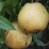 White Doyenne European Pear 2 White Doyenne European Pear -Alpha Garden Shop shutterstock image 8 1
