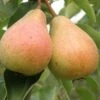 Stuttgarter Geishirtle European Pear -Alpha Garden Shop shutterstock image 9 1