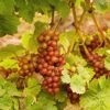 Siegerrebe Grape