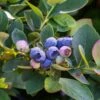 Bushel And Berry® Silver Dollar® Blueberry 2 Bushel And Berry® Silver Dollar® Blueberry -Alpha Garden Shop sildol