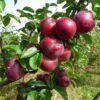 Honeycrisp And Spartan Apple Bundle (3 Trees) 1 Honeycrisp And Spartan Apple Bundle (3 Trees) -Alpha Garden Shop spartan apple tree p94 984 zoom 1024x1024 b9308095 4f6d 4618 af72 d48accb7619a