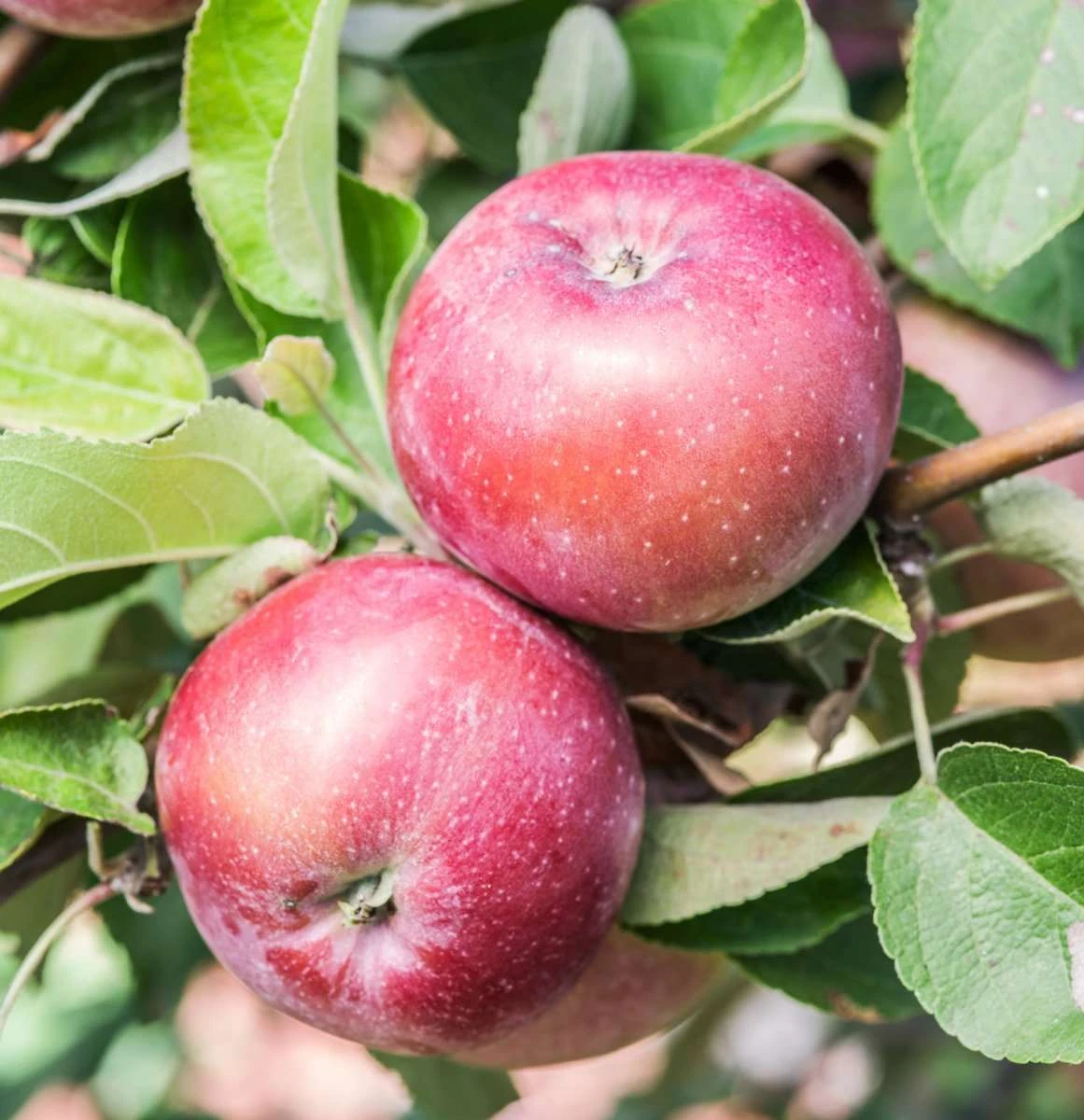 Spartan Apple 4 Spartan Apple - Image 2