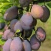 Stanley European Plum -Alpha Garden Shop stanley 1