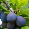 Combo European Plum Tree (5 Varieties) 1 Combo European Plum Tree (5 Varieties) -Alpha Garden Shop stanley plum 2 4f06ff11 b592 49c3 b51f abdeb058e617