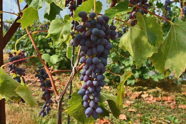 Joy Seedless Grape 3 Joy Seedless Grape