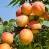 Tomcot Apricot 2 Tomcot Apricot -Alpha Garden Shop tomcot apricot