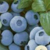 Alpha Top Shelf Blueberry -Alpha Garden Shop tsbb