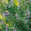 Tuscan Blue Rosemary -Alpha Garden Shop tuscan