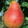Combo European Pear Tree (5 Varieties) -Alpha Garden Shop ubileen pear c0a0a025 0c48 42ed 8a1a 9a0bbf024063