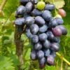Venus Seedless Grape 1 Venus Seedless Grape -Alpha Garden Shop venus grape 1