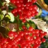 Ukraine Highbush Cranberry 2 Ukraine Highbush Cranberry -Alpha Garden Shop viburnum opulus 1