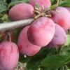 Victoria European Plum