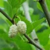 Beautiful Day Mulberry -Alpha Garden Shop white mulberry 1