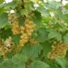 White Imperial White Currant -Alpha Garden Shop whiteimp