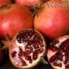 Wonderful Pomegranate -Alpha Garden Shop wonderful
