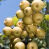 Yoinashi Asian Pear -Alpha Garden Shop yoinashi pear