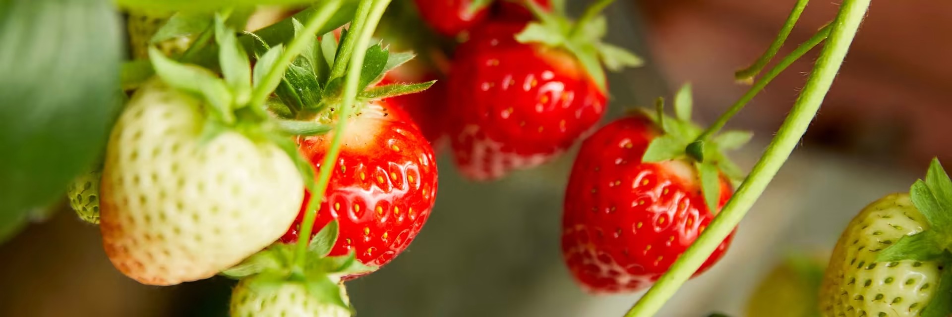 Alpha Garden Shop -Alpha Garden Shop converted2 1